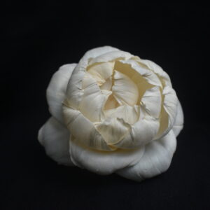 Sola fall Peony