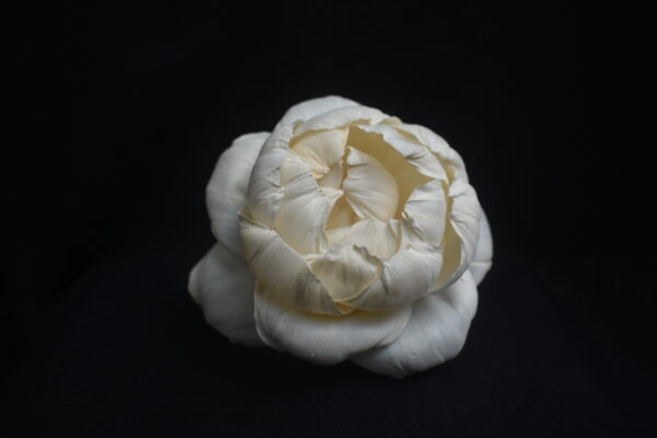 Sola fall Peony