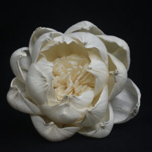 Peral Peony