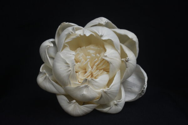 Peral Peony