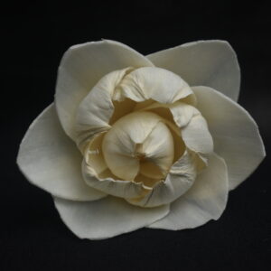 White New Peony