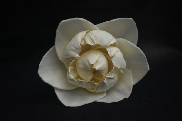White New Peony