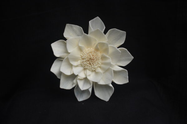 Suriya Flower