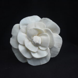 Sola Camelia