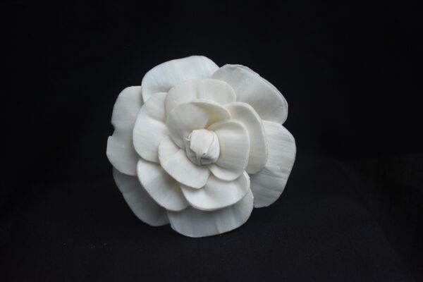 Sola Camelia