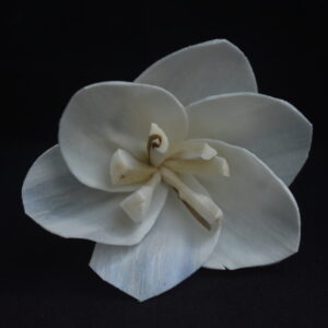 Wild Lily