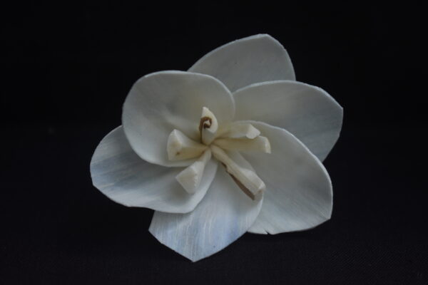 Wild Lily