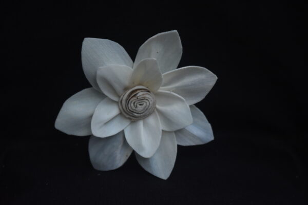 Sola Mayur Flower