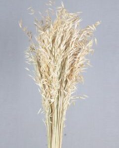 Job Grass