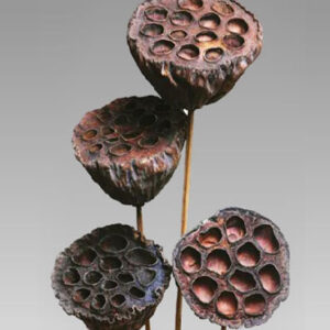 Lotus Medium