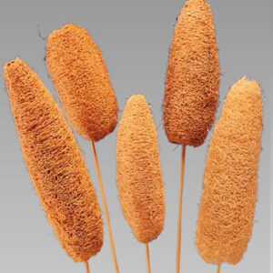 Luffa