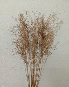 Munny Grass