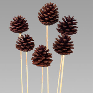 Pine Fruit