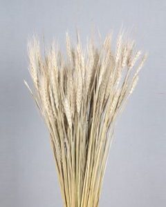Wheat Grass Natural