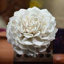 Dahlia