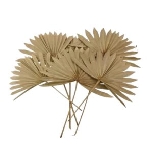 Palm Leaves Sun Spear