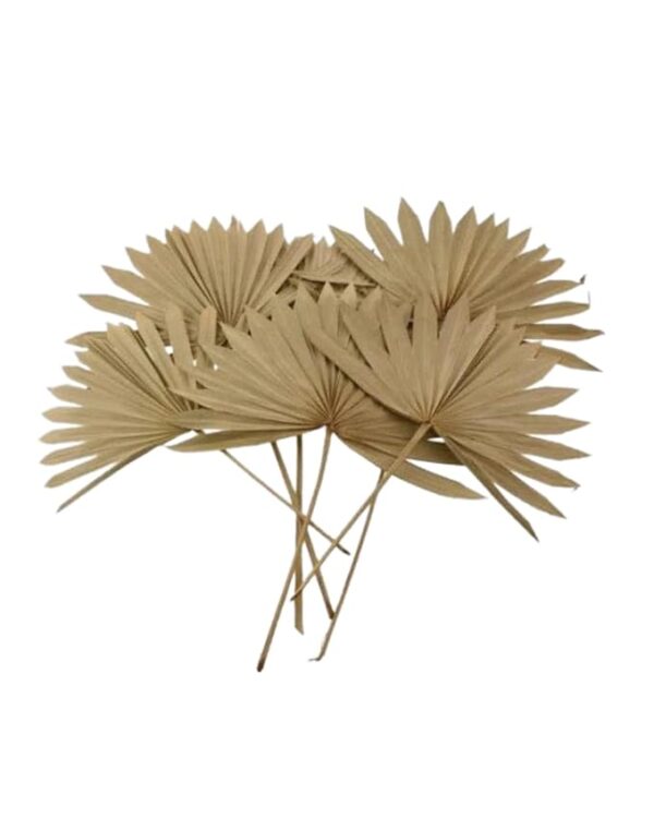Palm Leaves Sun Spear
