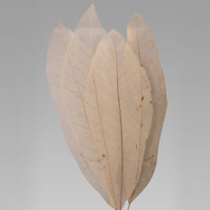 Leaves Skeleton