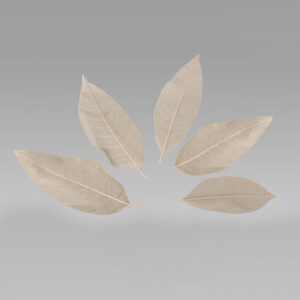 Magnolia Leaves Skeleton