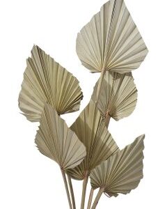 Natural Palm Leaves