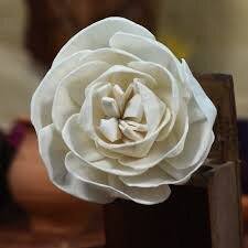 Rounded Beauty Rose