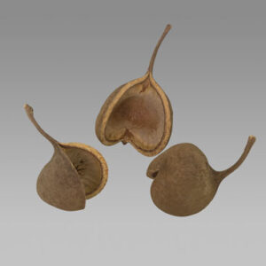 Budha Nut
