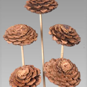 Cedar Pine