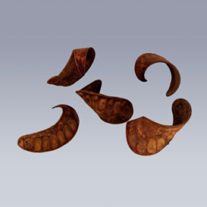 Elephant Ear