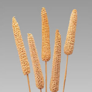 Maize Fruit