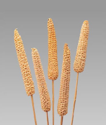 Maize Fruit