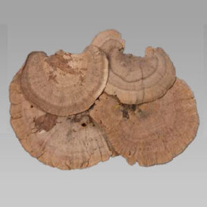 Sponge Mushroom